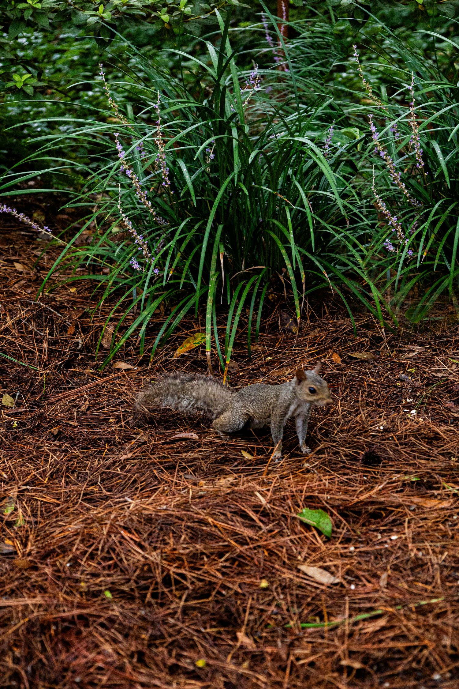 A small gray squirrel forages on brown mulch beneath green ornamental grass in a garden setting.
