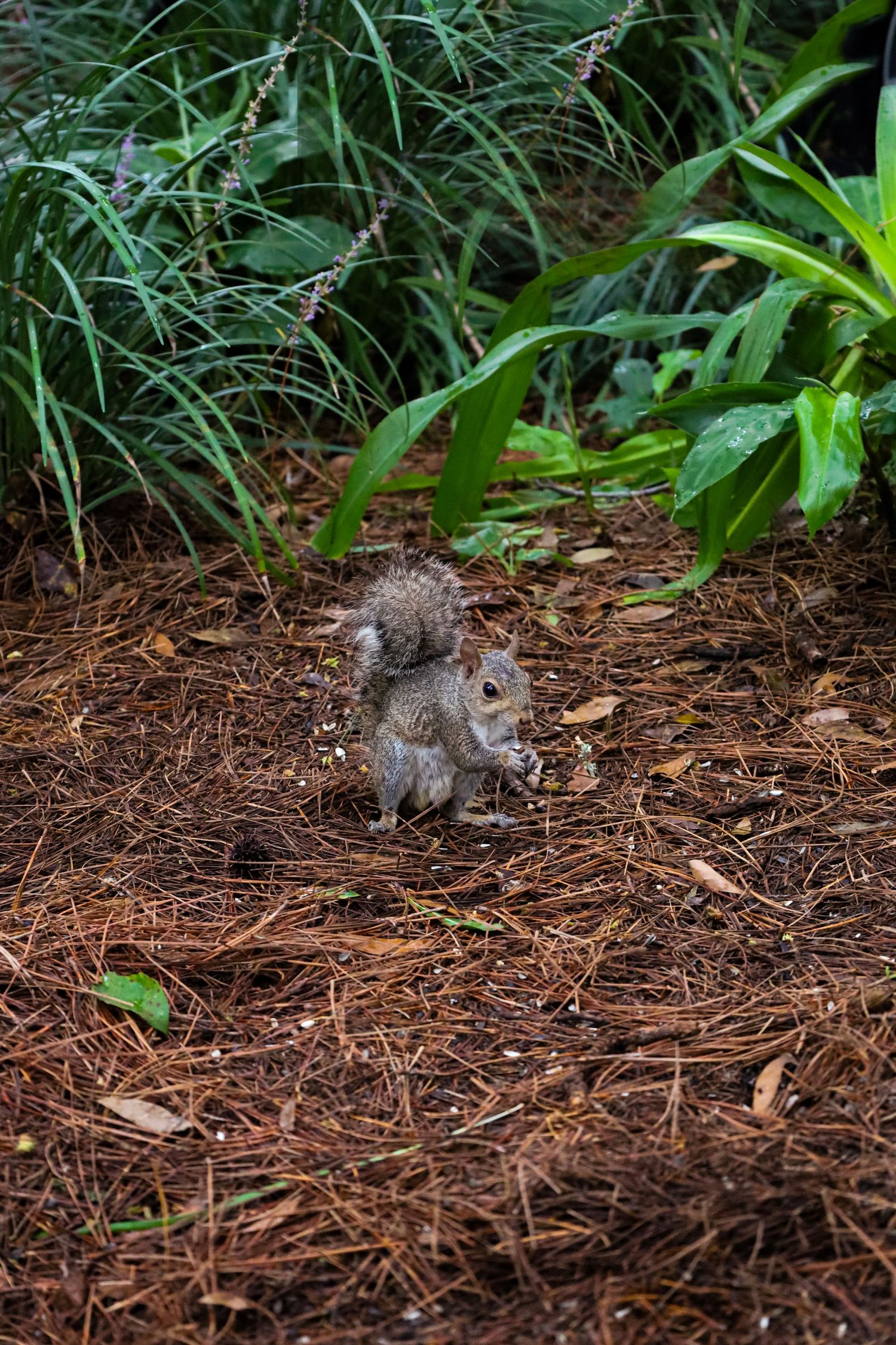 A small gray squirrel forages on the ground among green plants and pine needles in a garden setting.