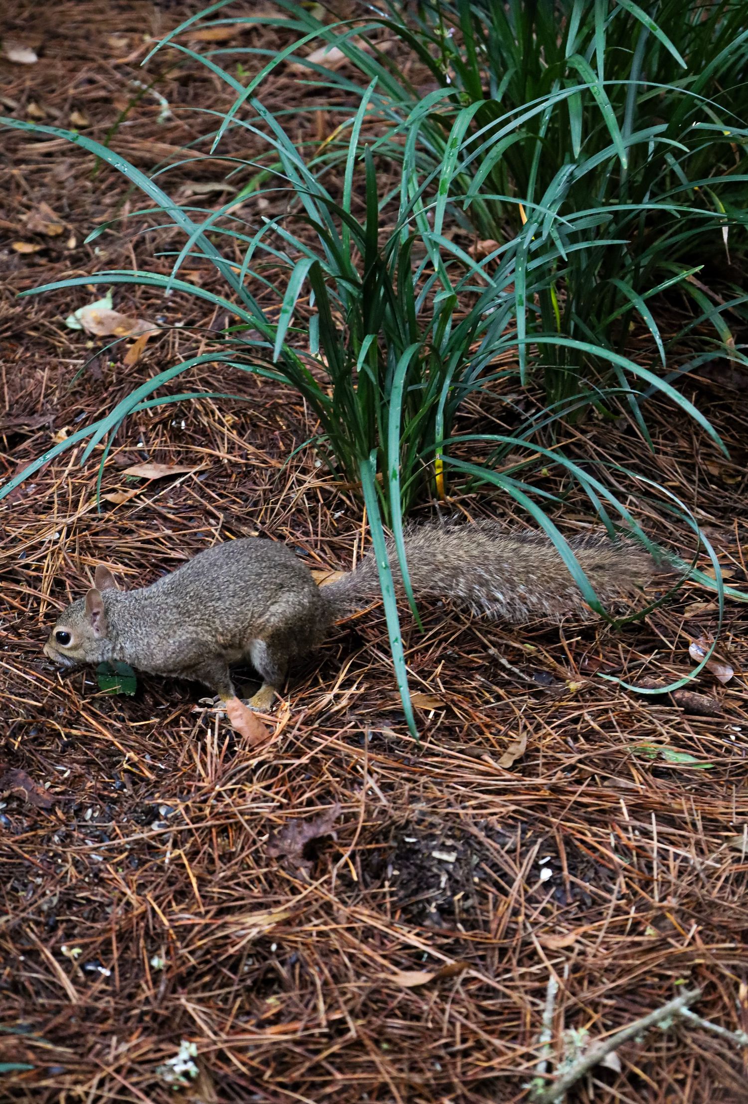 A small gray squirrel foraging among pine needles and grass in a garden setting.
