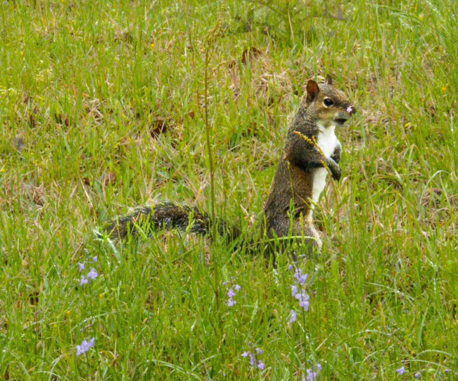 Squirrel with flower on nose