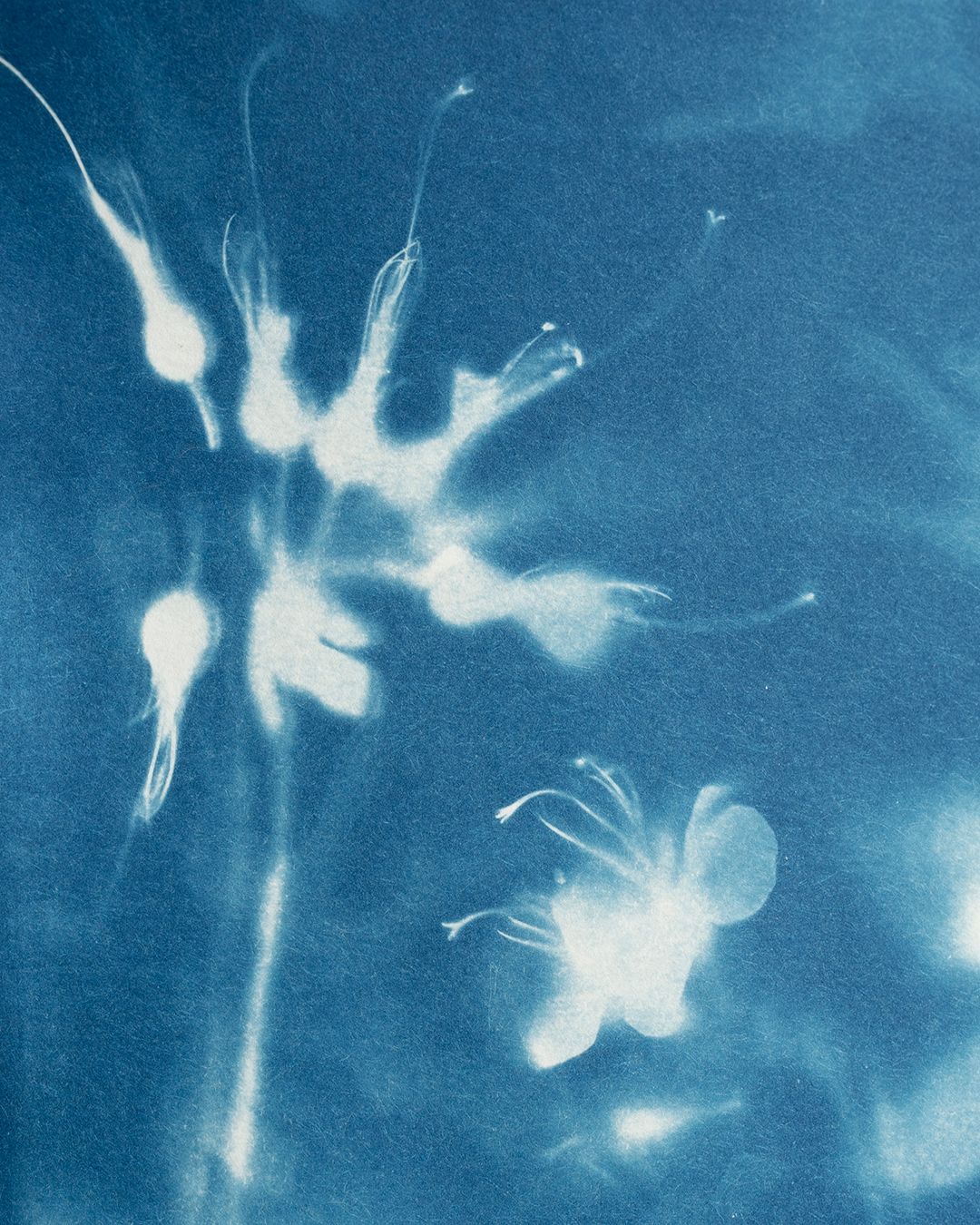 Syanotypia