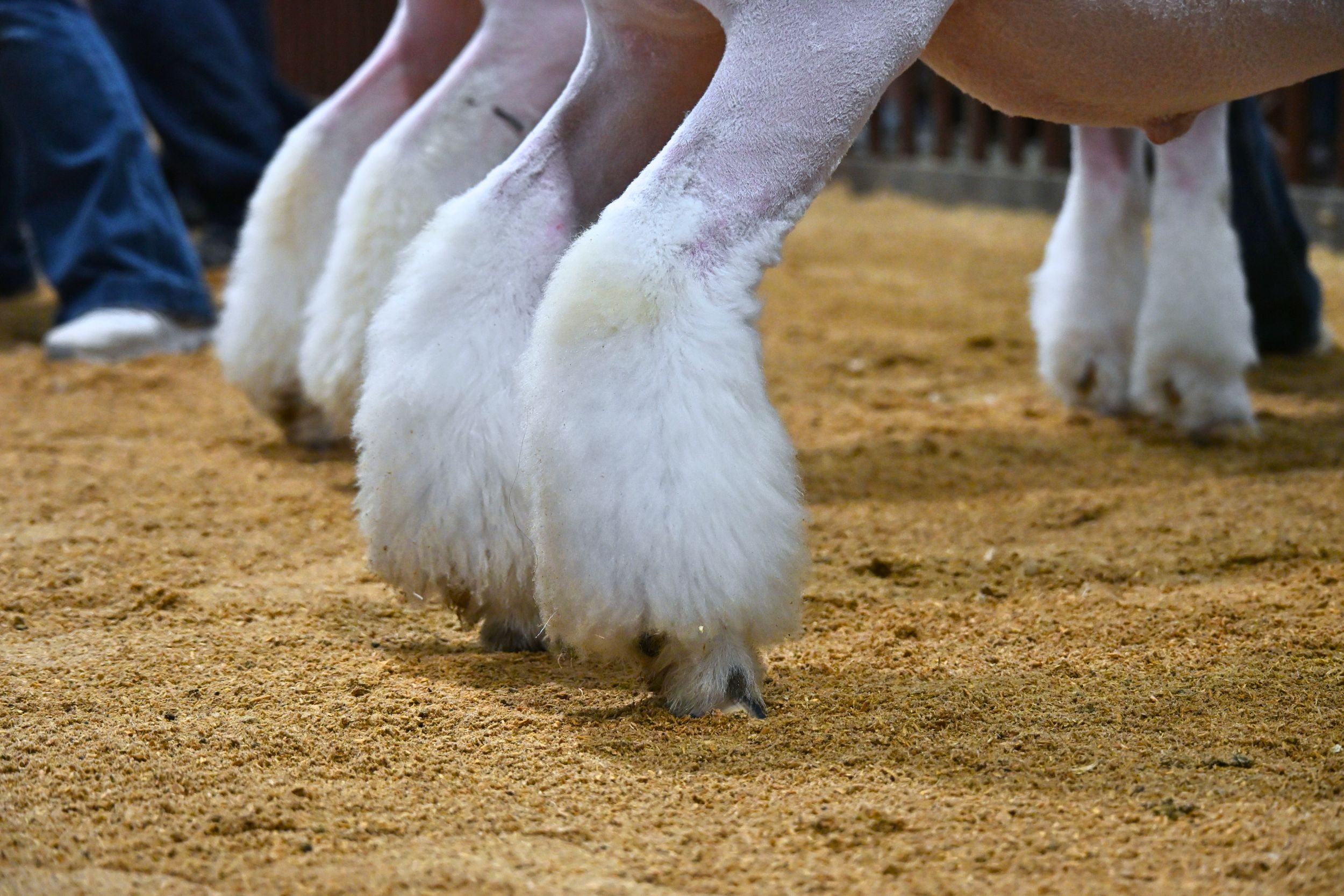 Arizona National Livestock Show 2025
