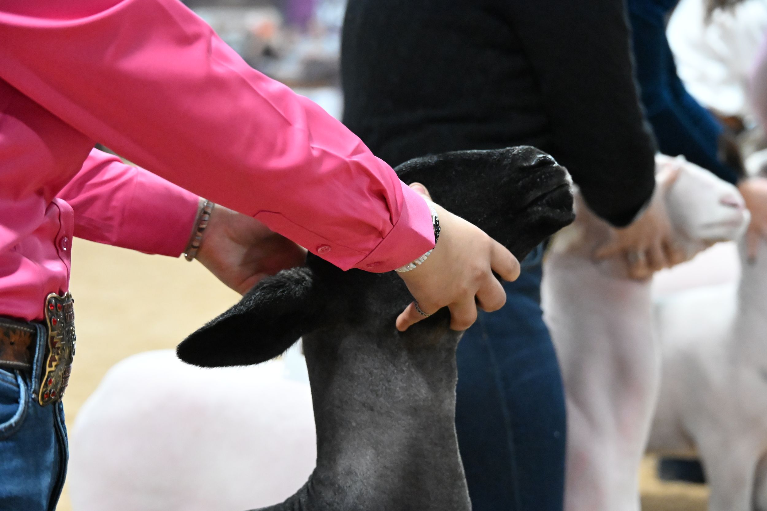 Arizona National Livestock Show 2025