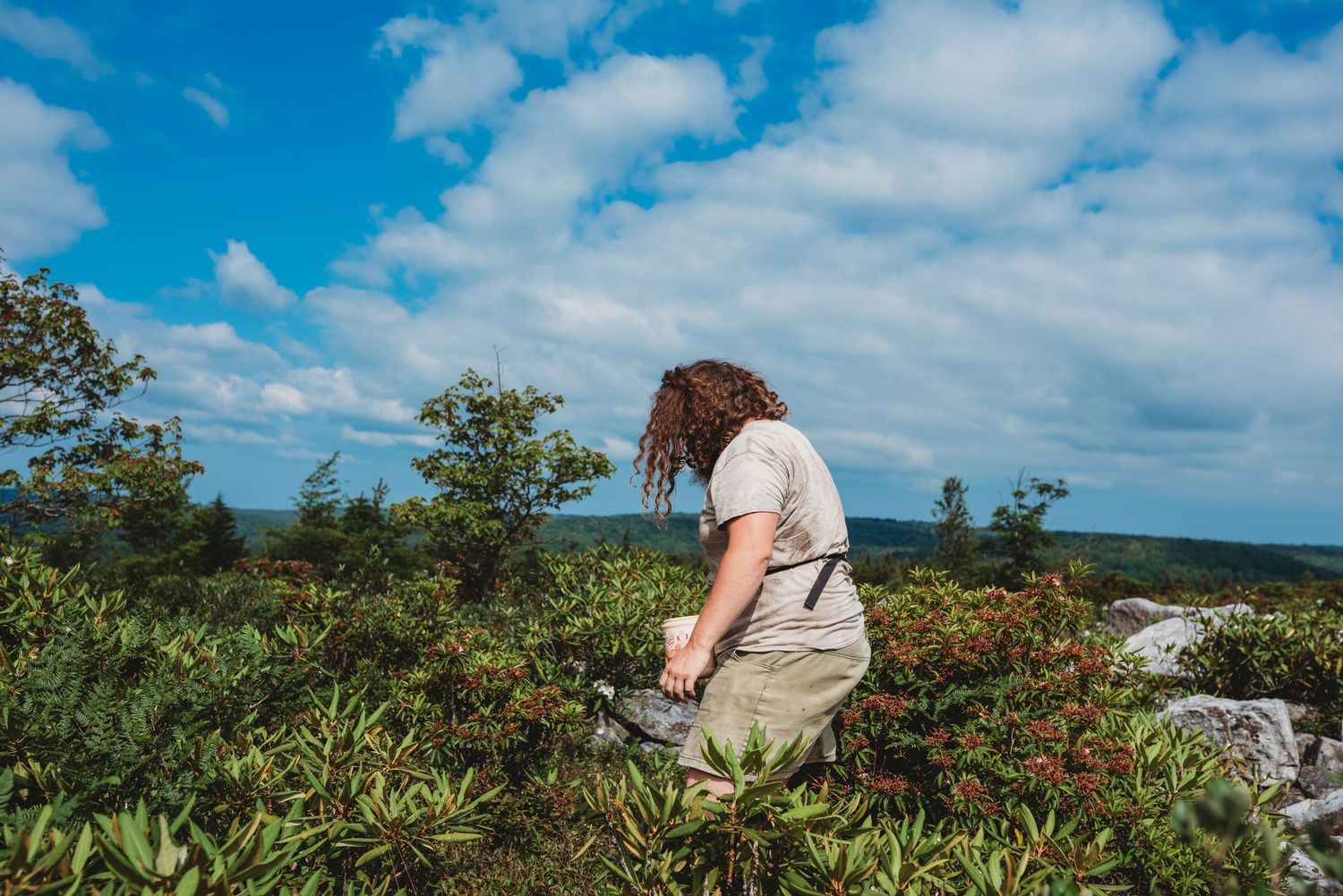 A forager searching through wild mountain vegetation among scattered rocks in Dolly Sods, WV.