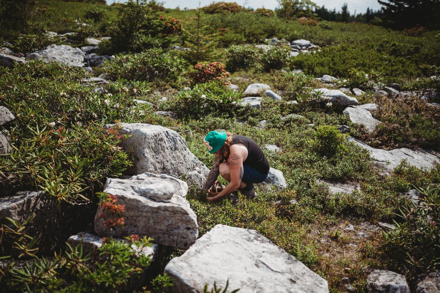 A berry picker crouching among rocky terrain and wild bushes on a sunny mountainside.
