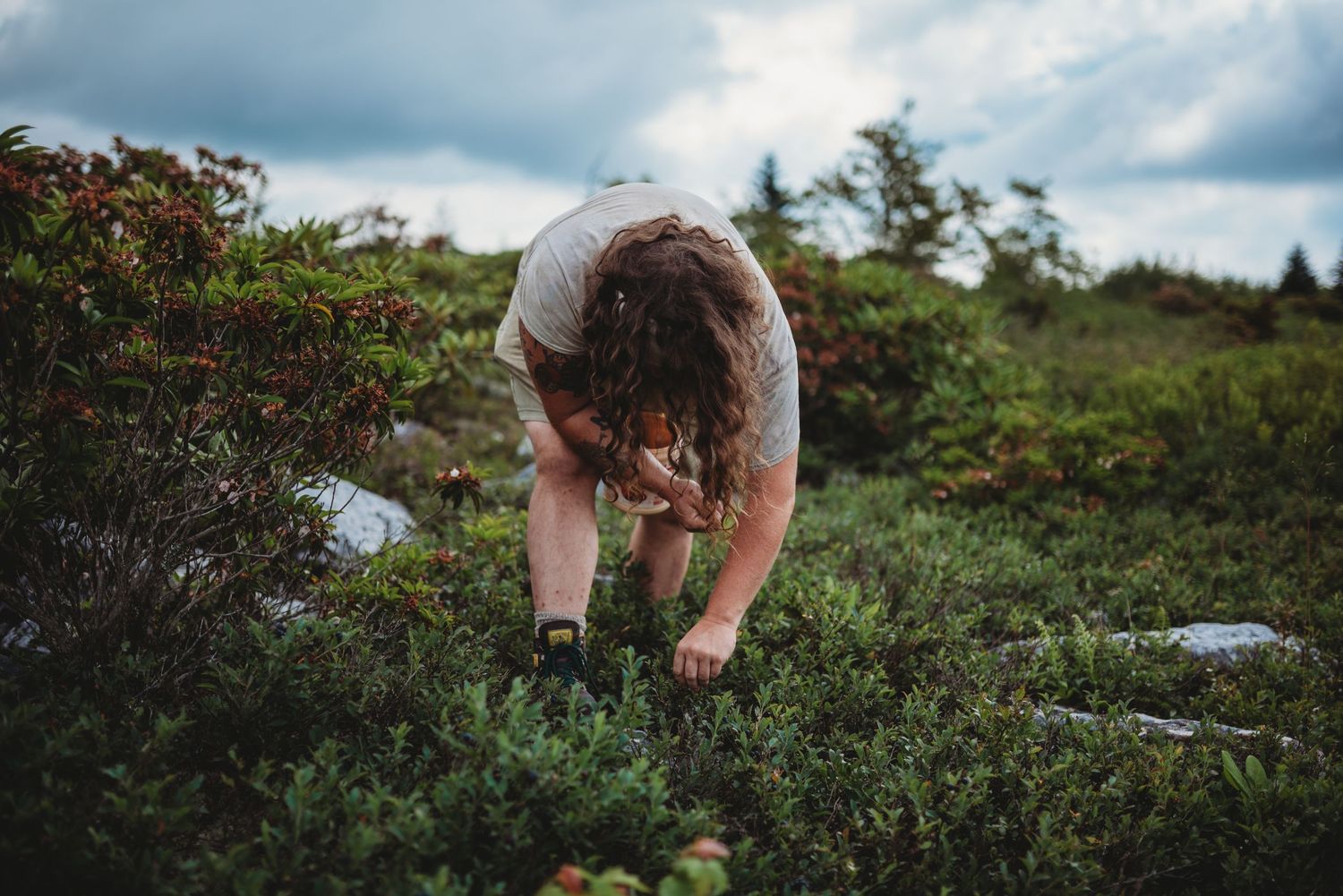 A forager bent over picking wild blueberries berries among mountain shrubbery.