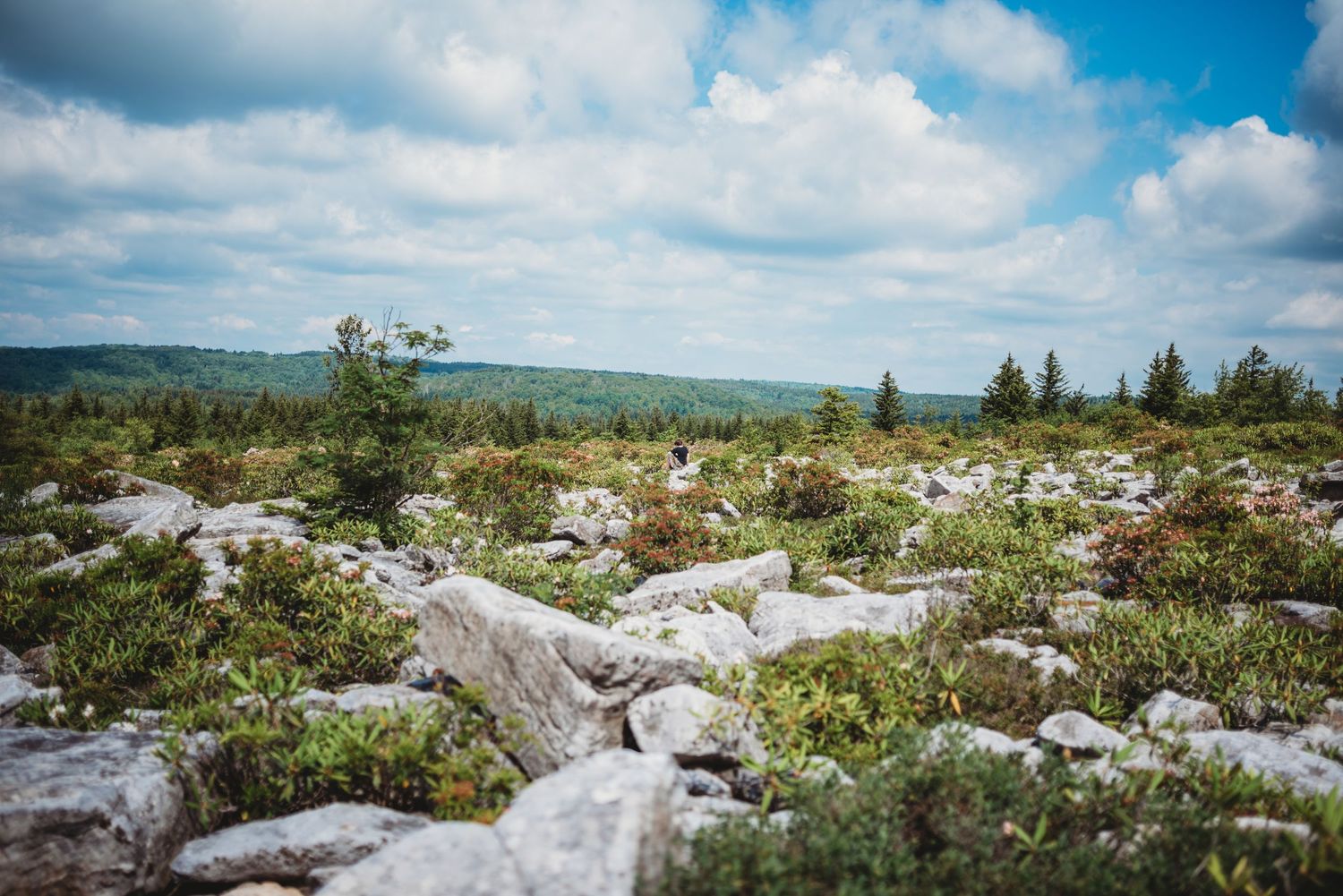 Rocky mountain landscape with scattered vegetation under cloudy blue skies in Dolly Sods, WV.