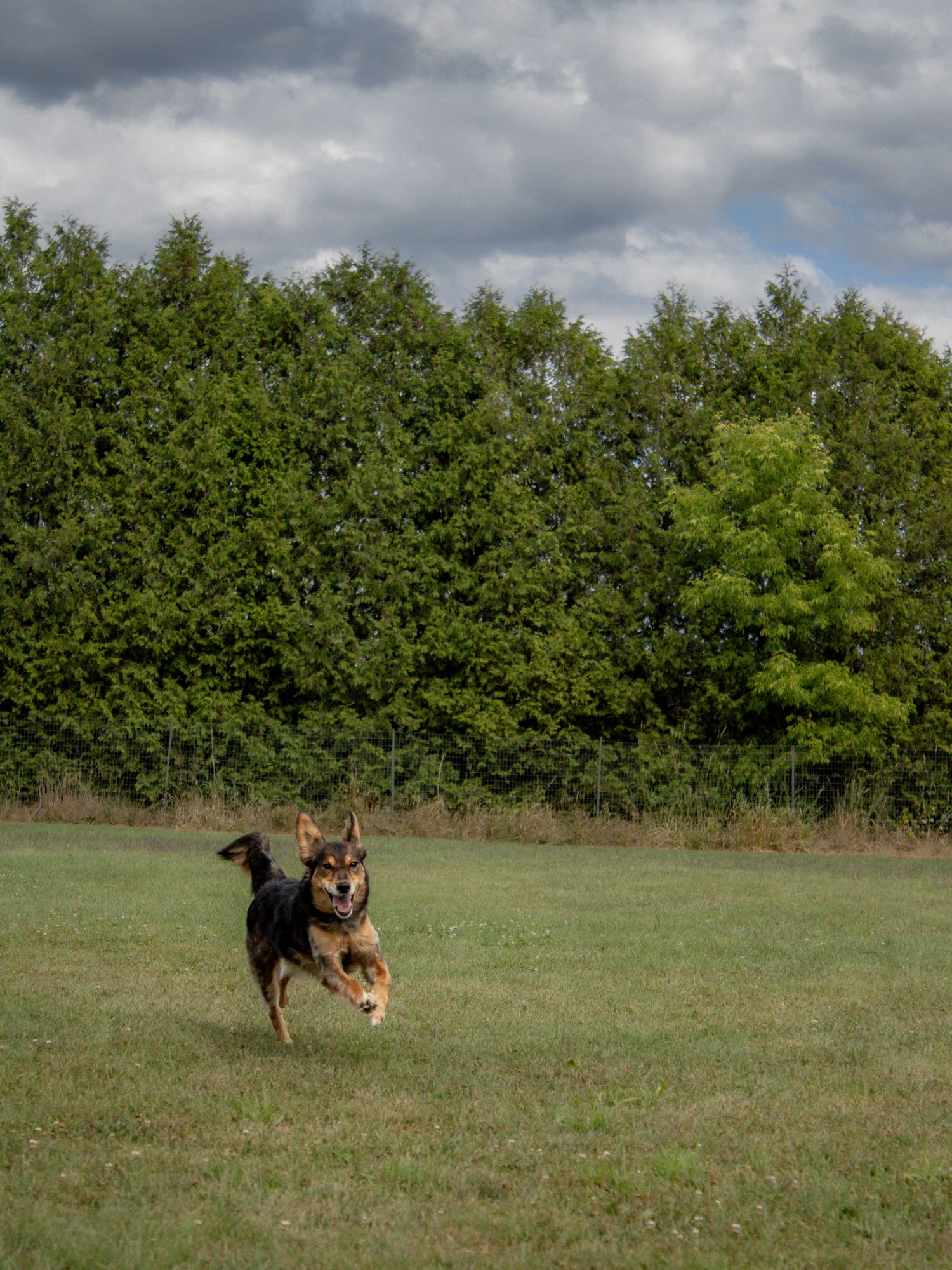 A mixed breed dog with brown and black fur sits attentively on grass, displaying a friendly expression.