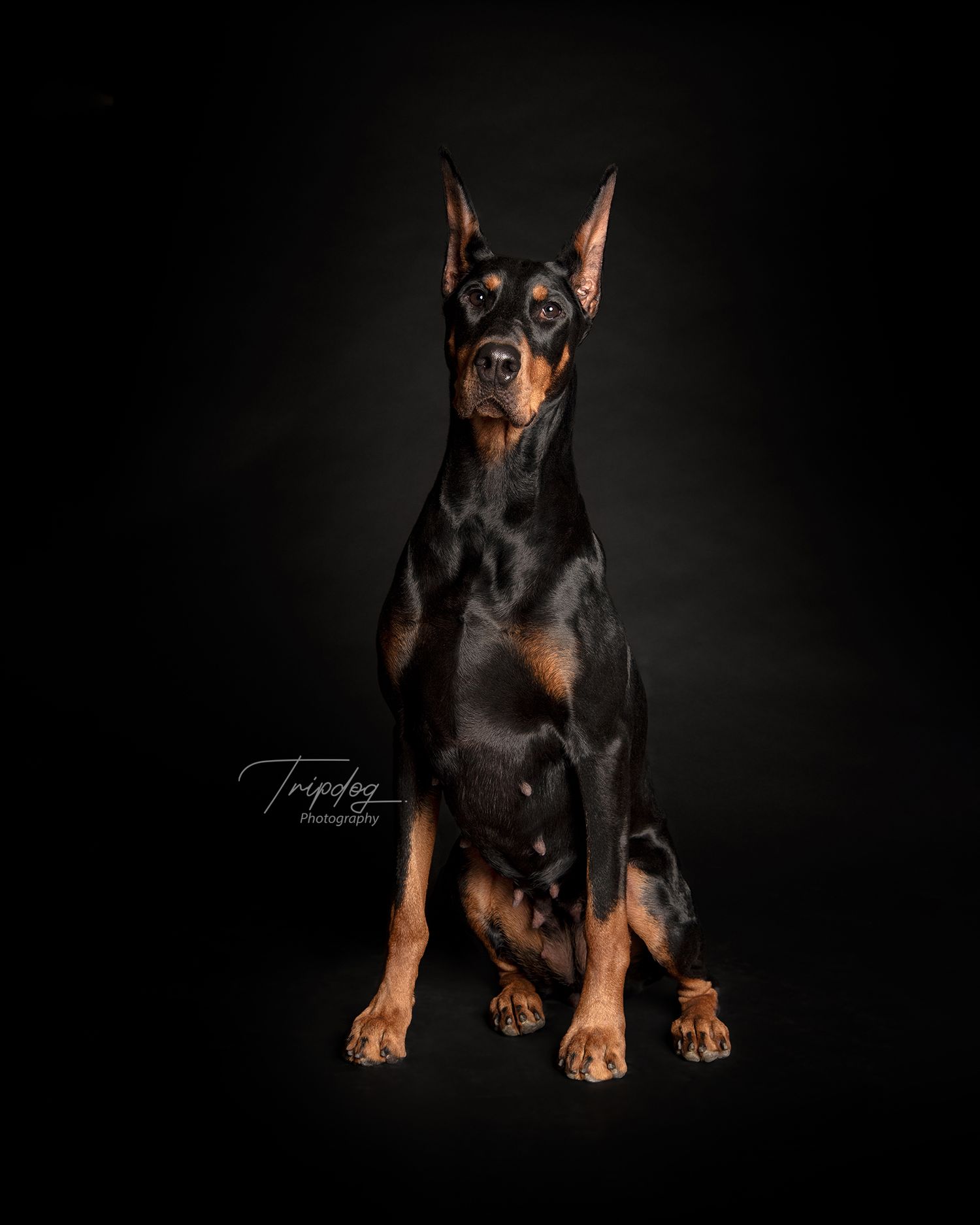 Dog Portrait Doberman Sitting on Black, Red Deer Alberta Photographer