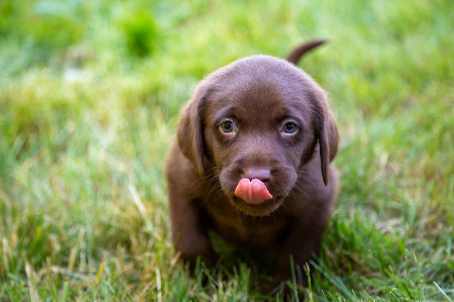 Adorable chocolate Labrador puppy sitting in grass with pink tongue sticking out in bright sunlight.
