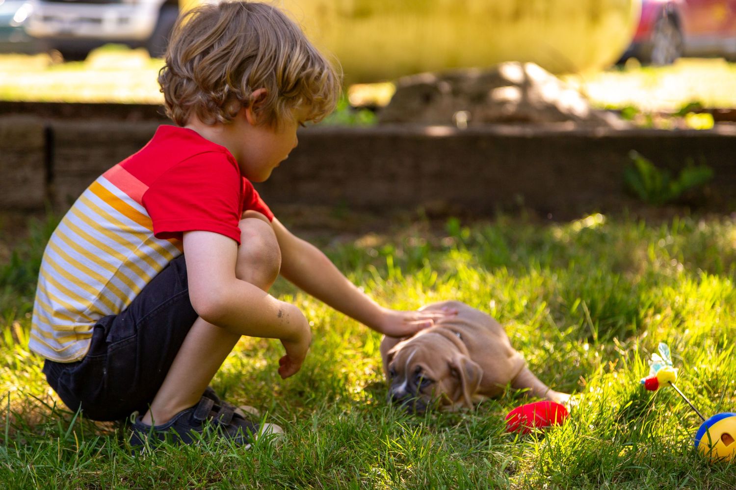 A child in a striped shirt kneels in the grass playing with a brown guinea pig near colorful toys.