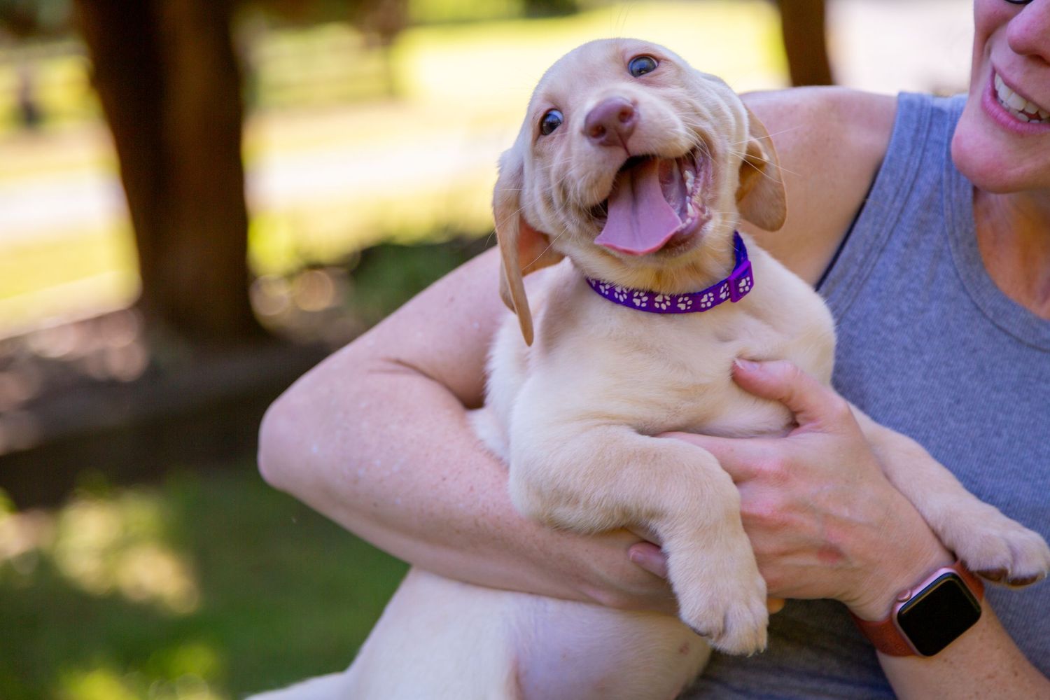 Happy yellow Labrador puppy wearing purple collar smiles while being held outdoors in sunny park setting.