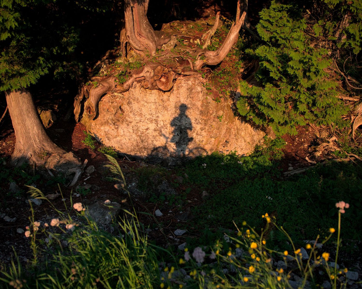 The outline of a shadow of a person on a bike shines onto a large boulder with tree roots growing out of it in Michigan.