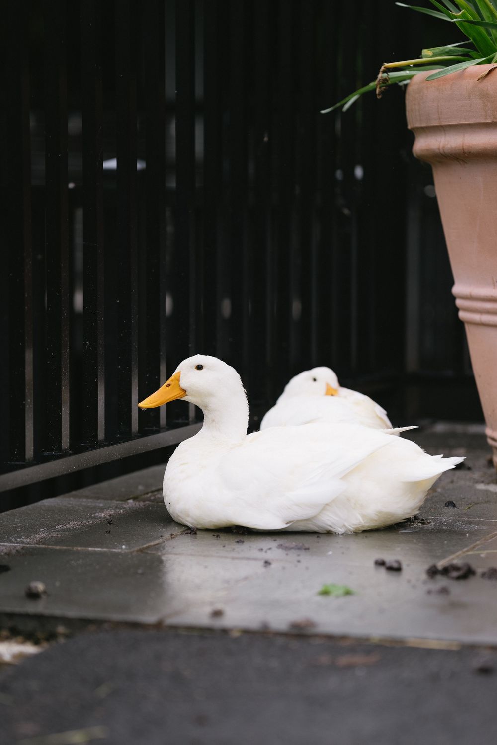 Two white ducks resting together on a dark patio near a terracotta planter.