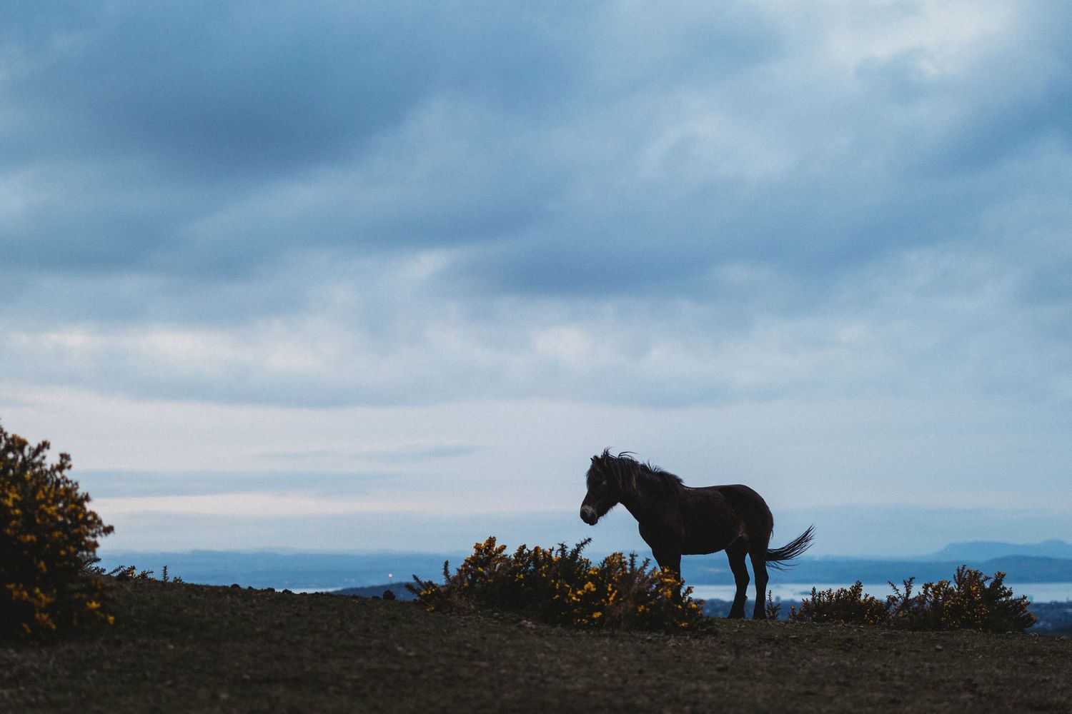 Silhouette of a lone horse standing on a hilltop against a moody blue sky at dusk.
