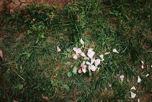 White flower petals scattered on patchy grass and reddish soil in an outdoor setting.