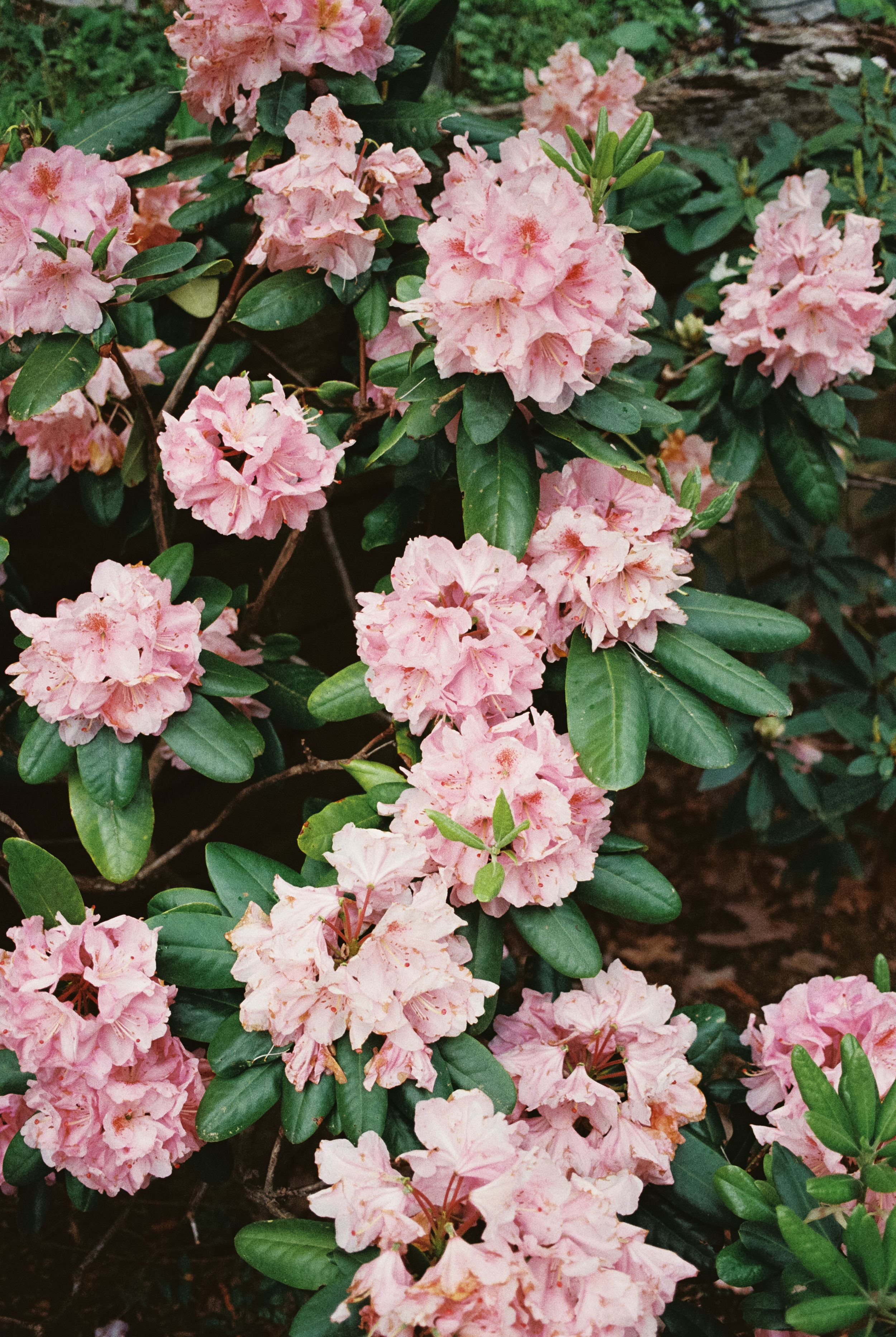 Pink rhododendron flowers bloom in clusters against dark green foliage in a garden setting.