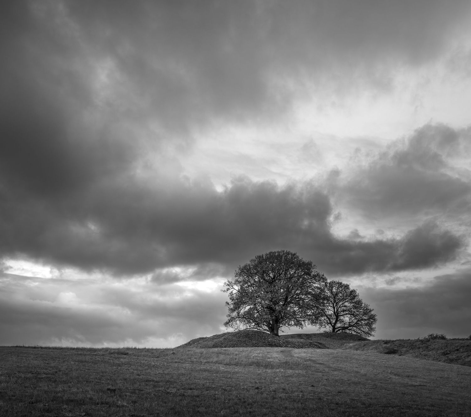 Trees on the hill