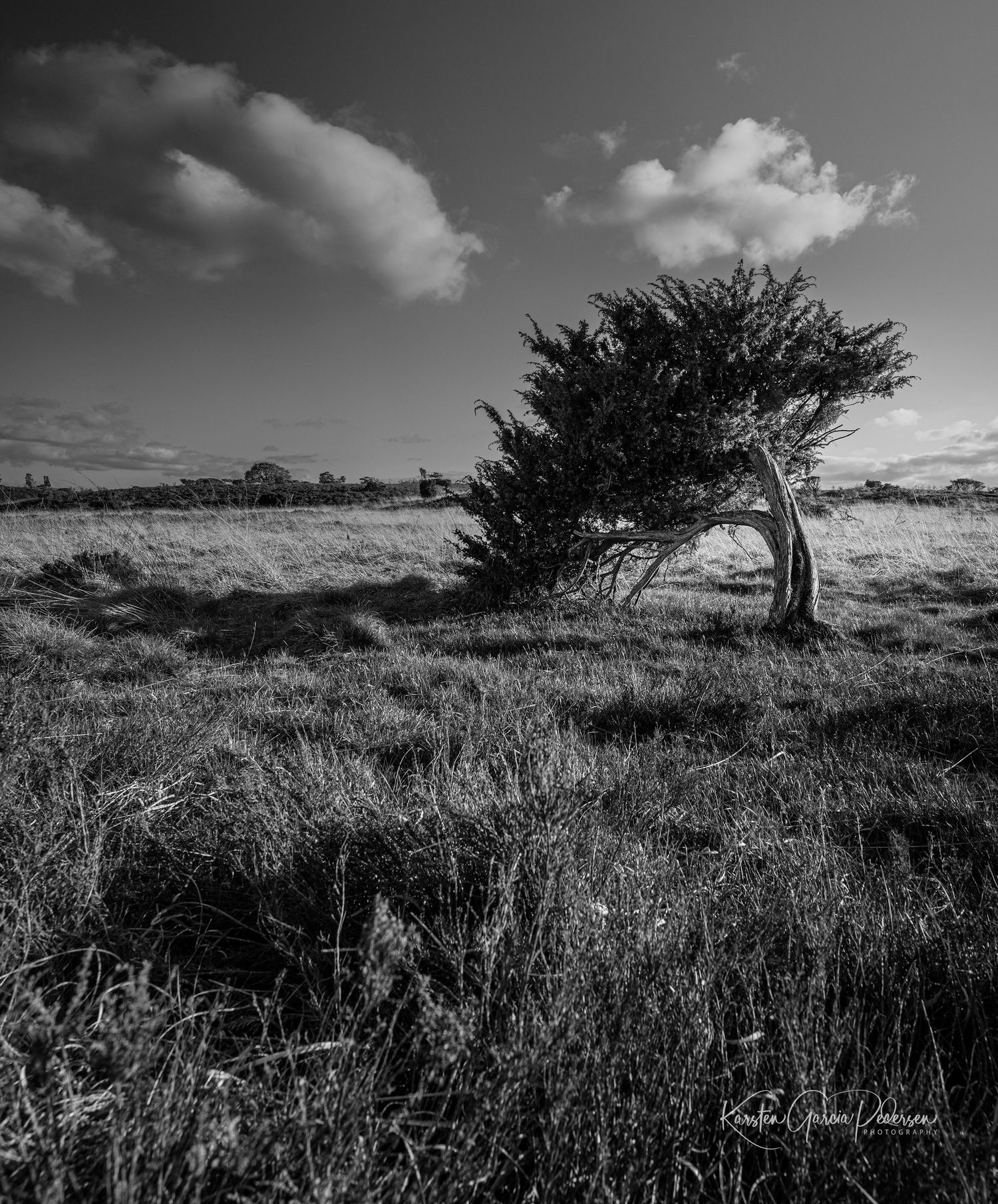 Black and white photo of a wind-bent tree standing alone in a grassy field under a dramatic cloudy sky.