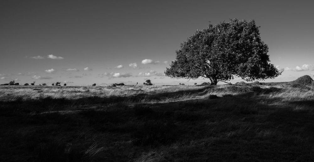 Woodland solitary tree stands in a vast open field under a dramatic sky in this striking black and white landscape photo.