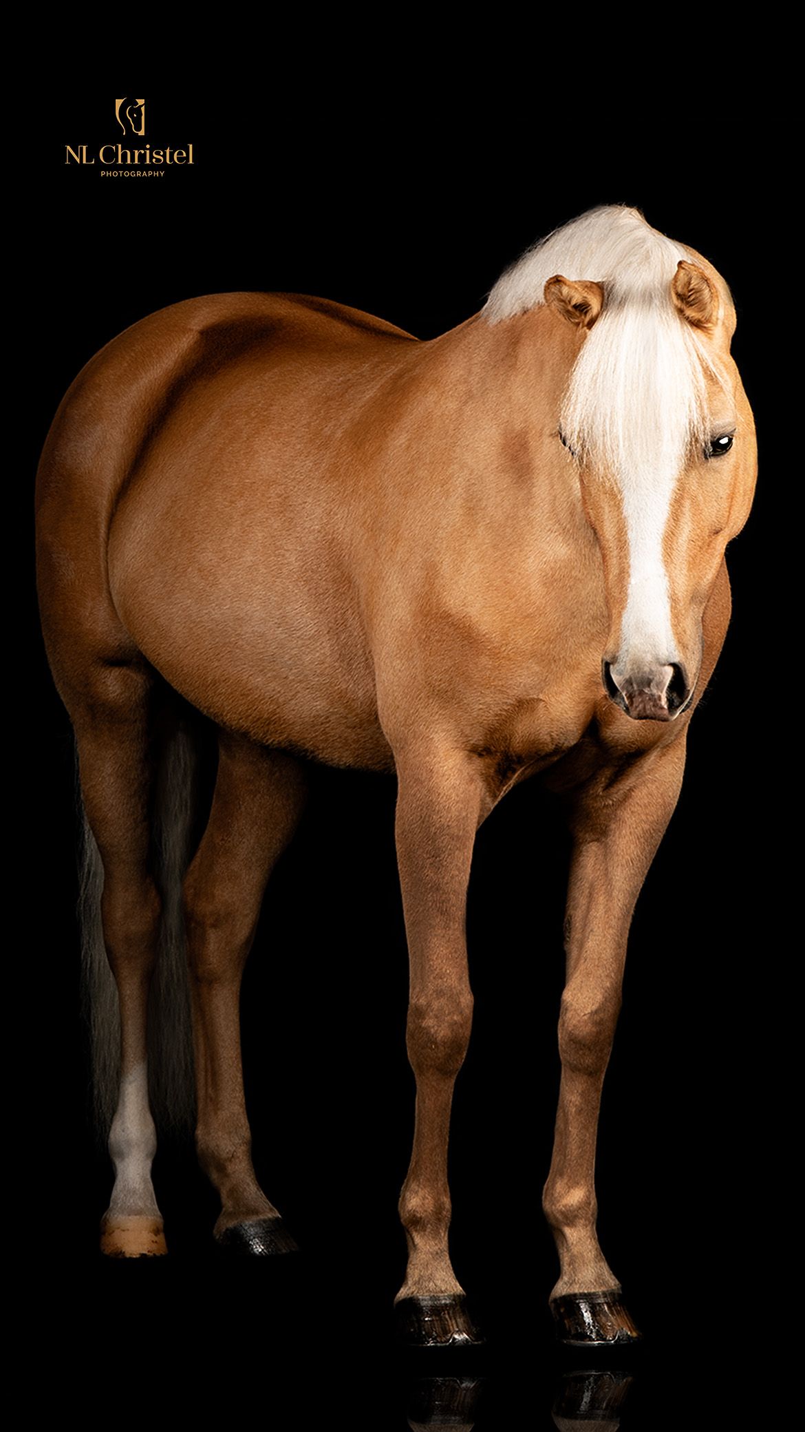 A palomino horse with white markings stands against a black background in a studio setting.