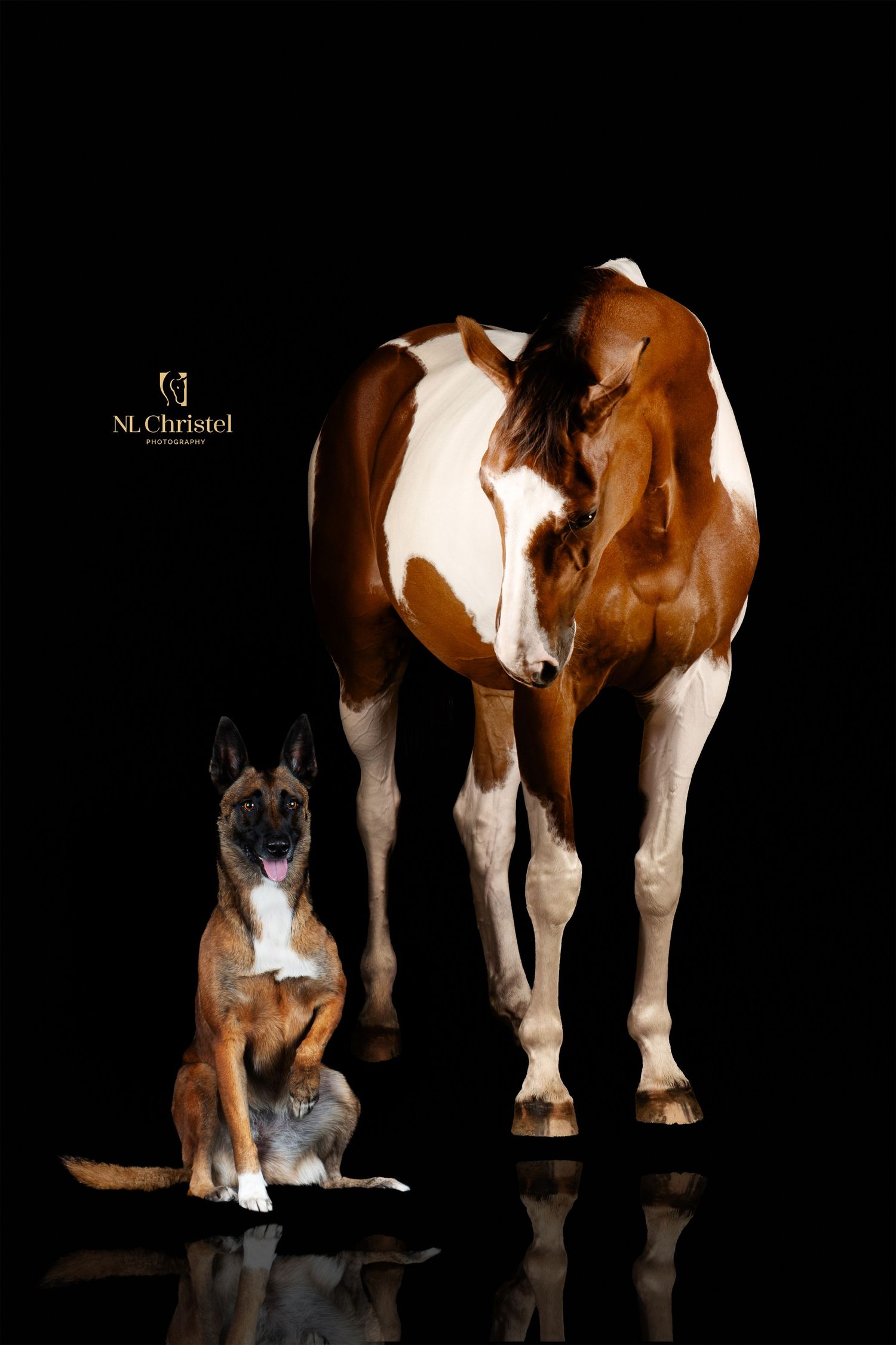 A series of similar photos showing a brown and white horse standing next to a gray cat against a dark background.