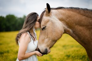 horse equine portrait