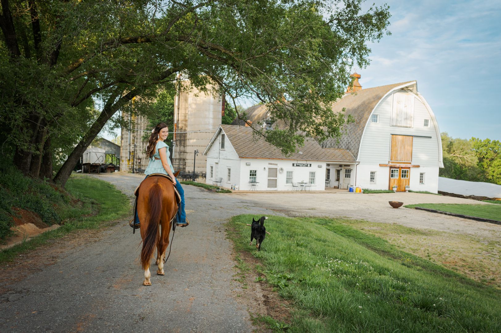 horse equine