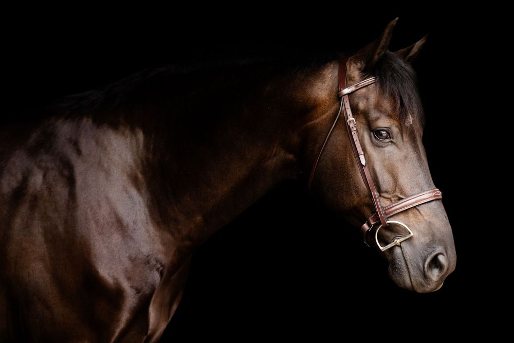 Dramatic close-up of a dark horse's face against black background.