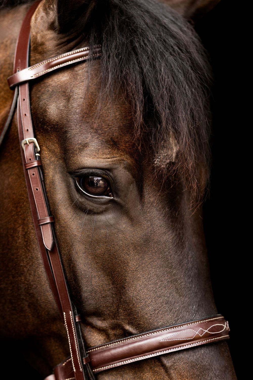 Close-up detail of a brown horse wearing leather bridle against dark background.