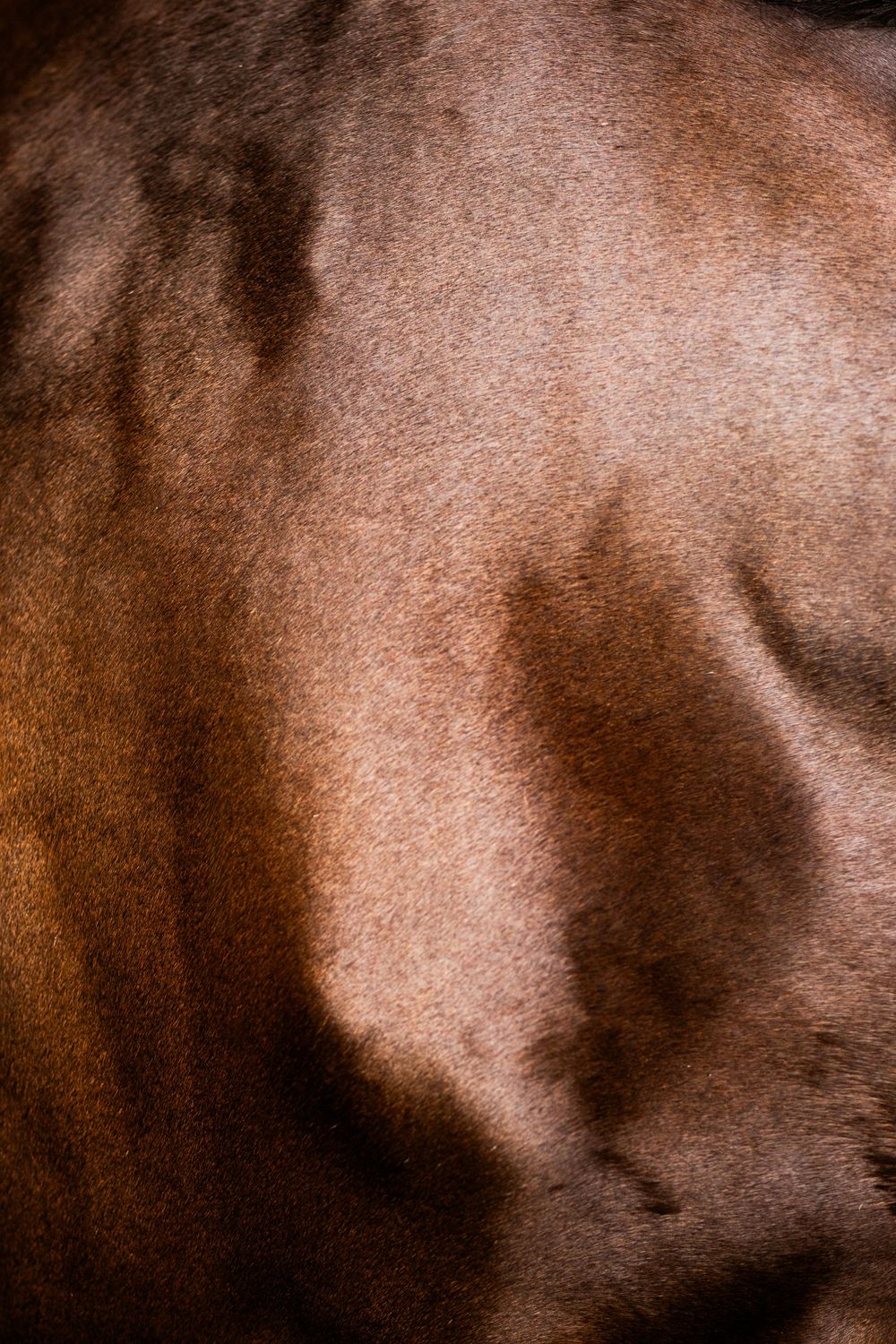 Abstract close-up of brown horse fur texture and patterns.