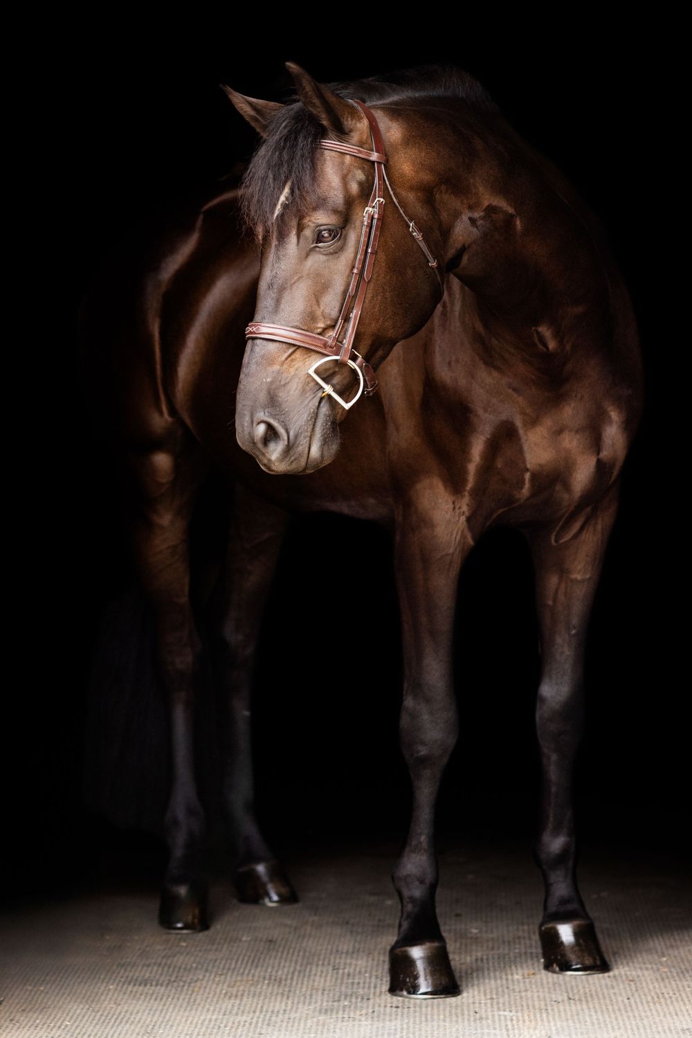 Low-angle view of a horse's legs and body in dramatic studio lighting.