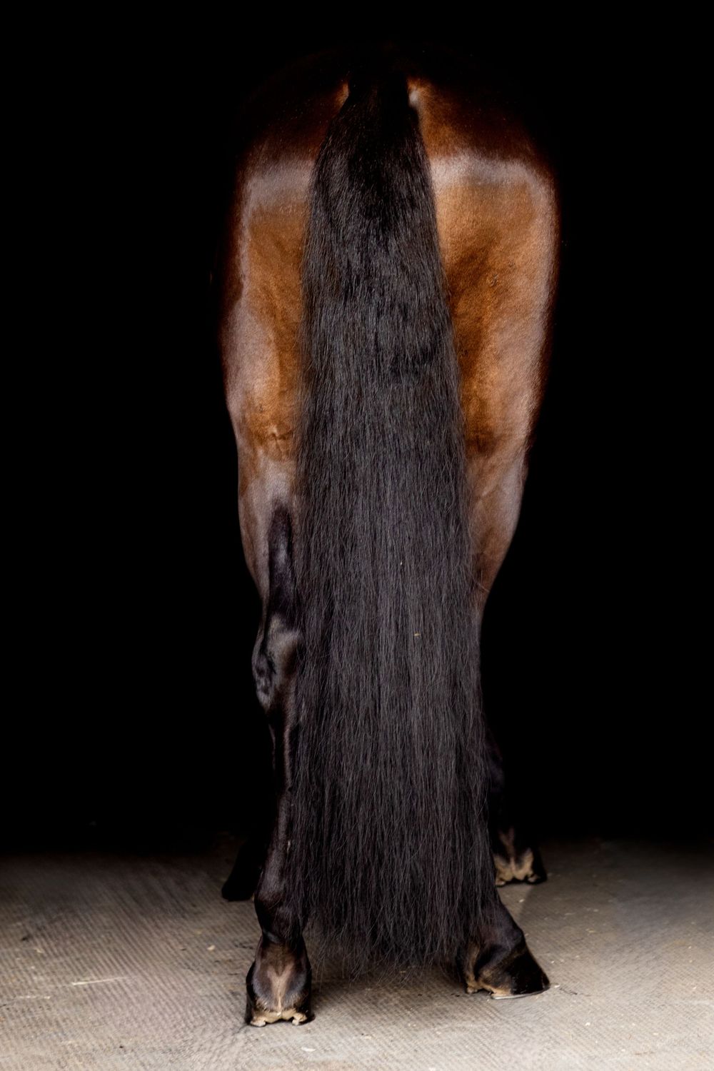 Close-up view of a horse's flowing black mane against a dark background.