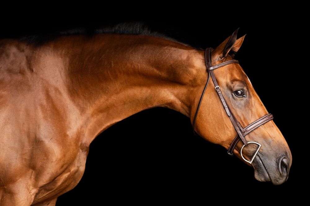 Portrait series of a chestnut horse's head and neck against black background.