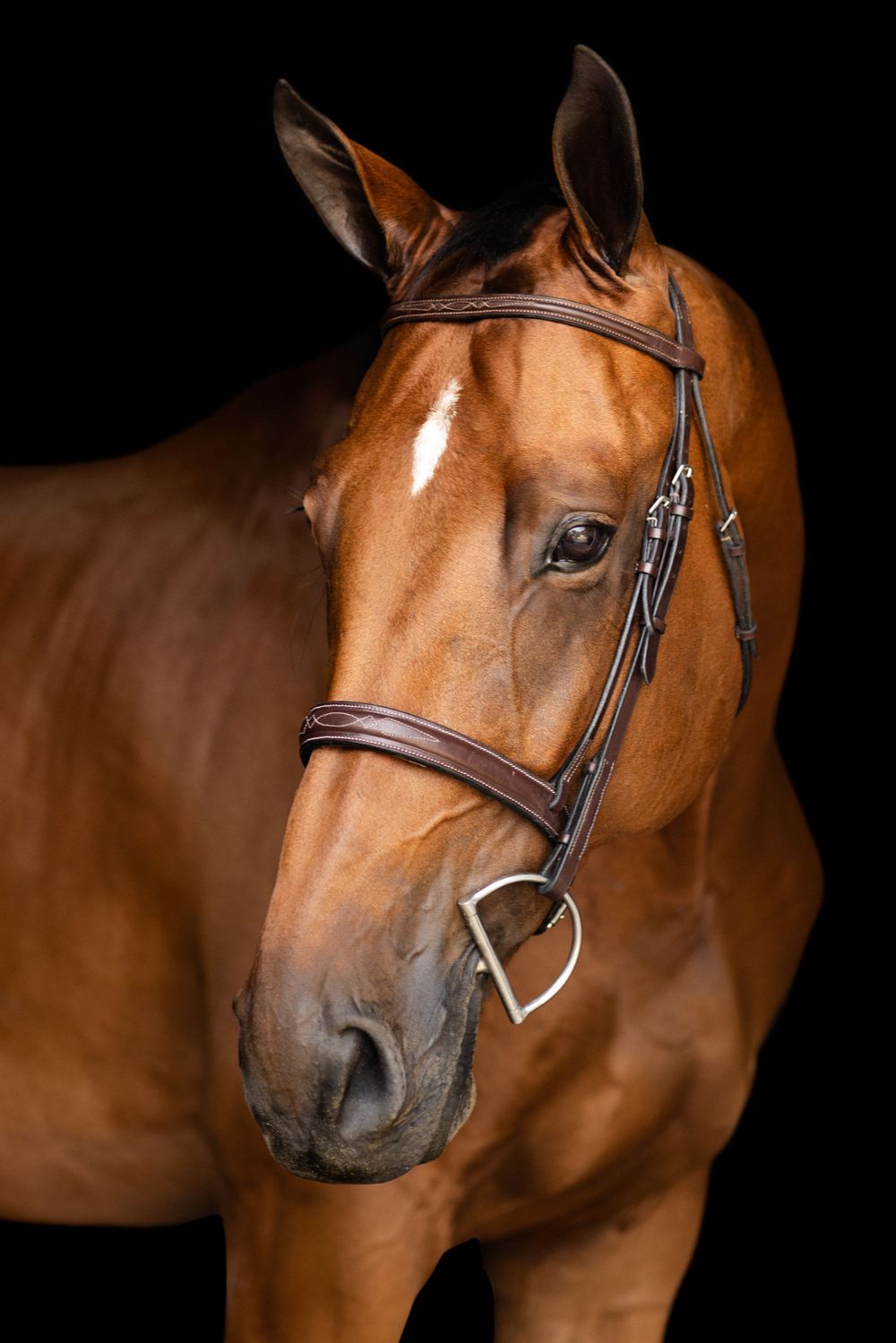 Side profile of a chestnut horse wearing a leather bridle against black background.