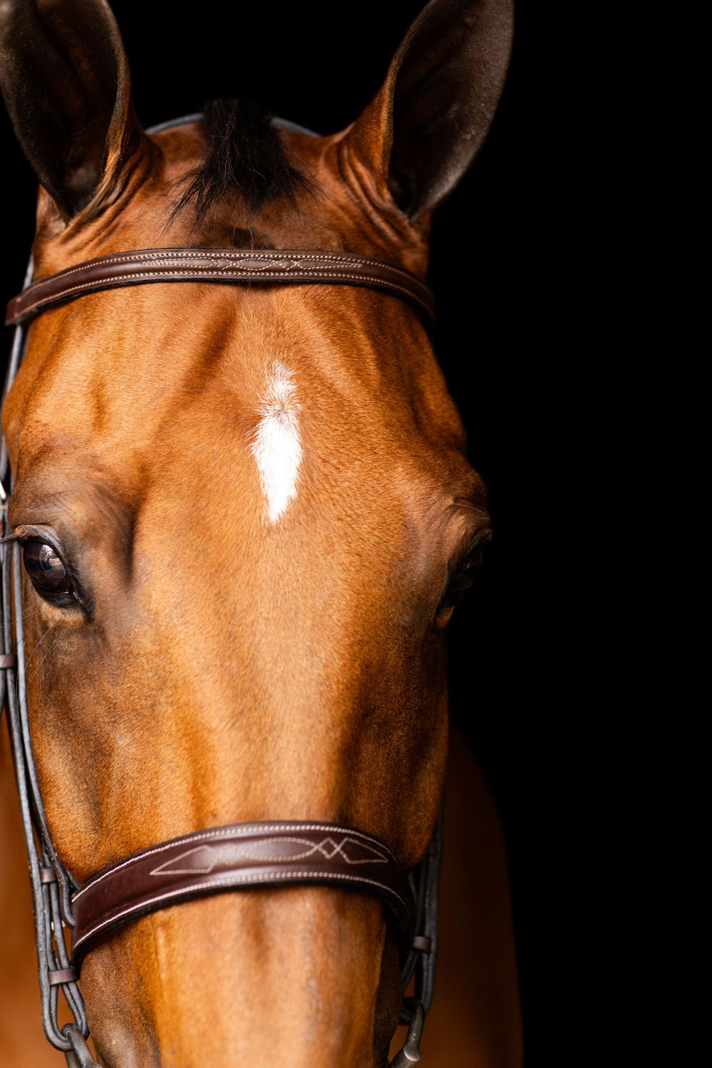 Close-up profile of a bay horse wearing brown leather tack against dark backdrop.