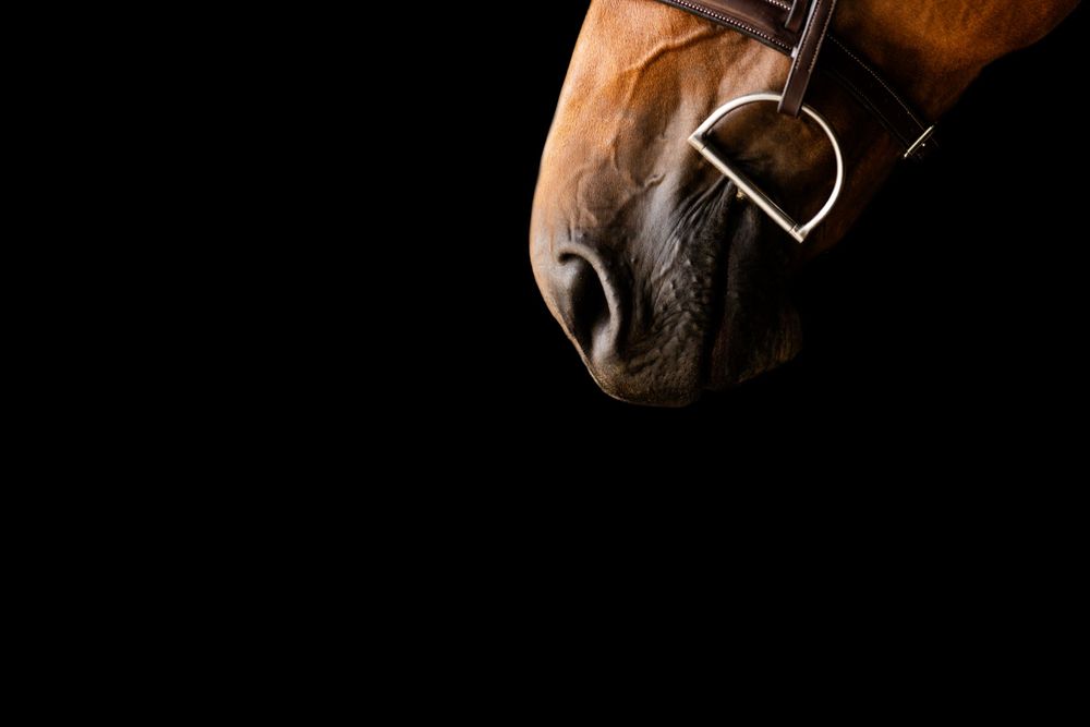 Artistic close-up shots of a horse's muzzle with leather bridle.