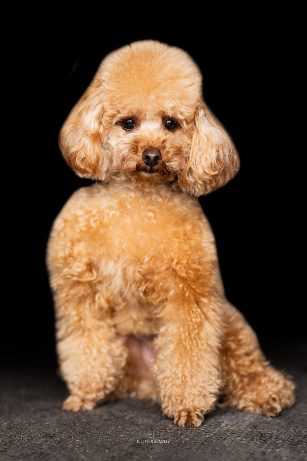 Fluffy apricot toy poodle sitting on dark floor in studio setting.
