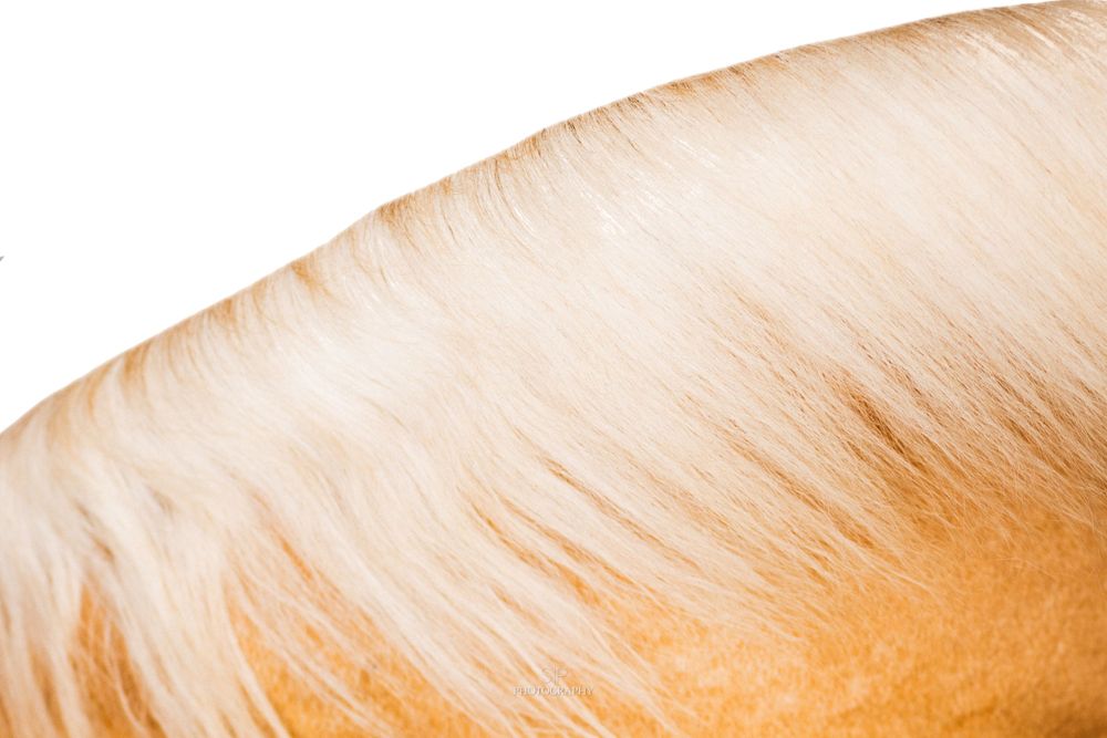 Abstract pattern of light beige horse hair texture against white background.