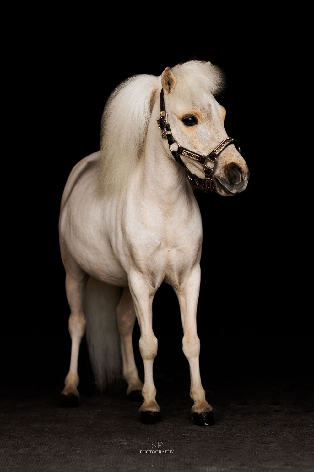White miniature horse standing against black background in studio lighting.