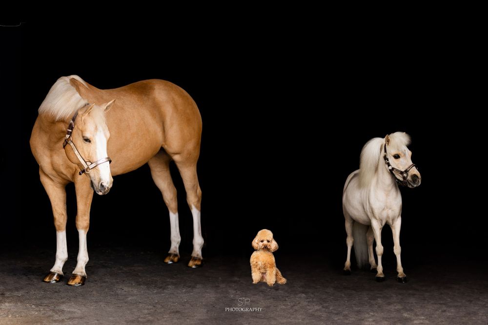 Series of dogs and horses interacting in a dark studio setting.