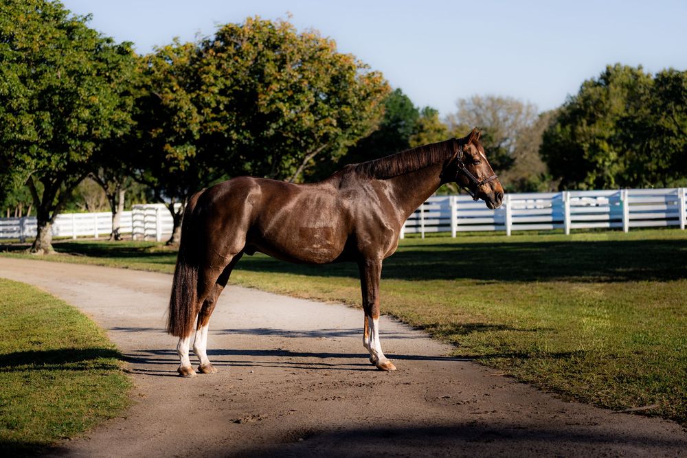 A brown and white horse stands in a pastoral field with white fencing.