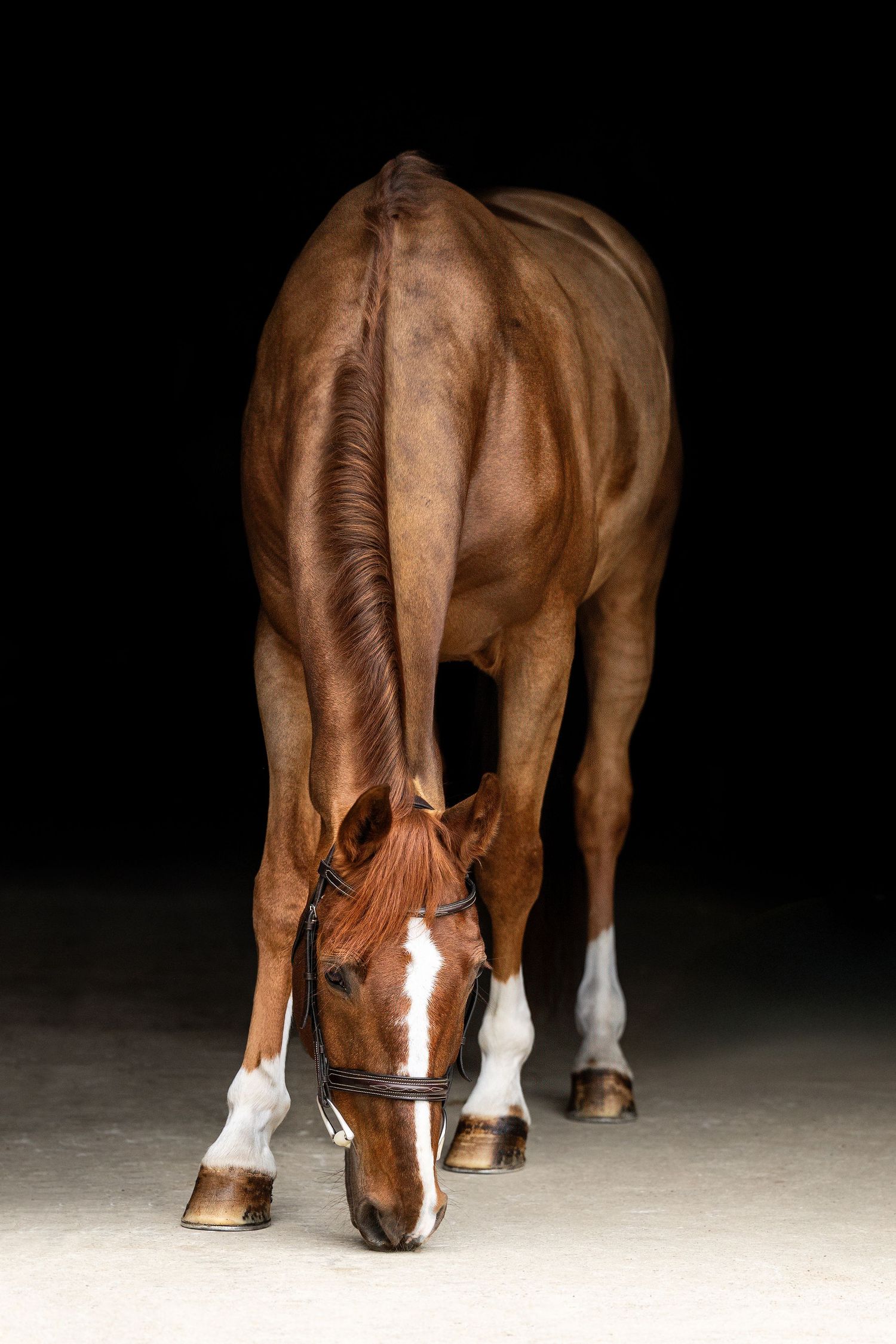 chestnut horse on black background