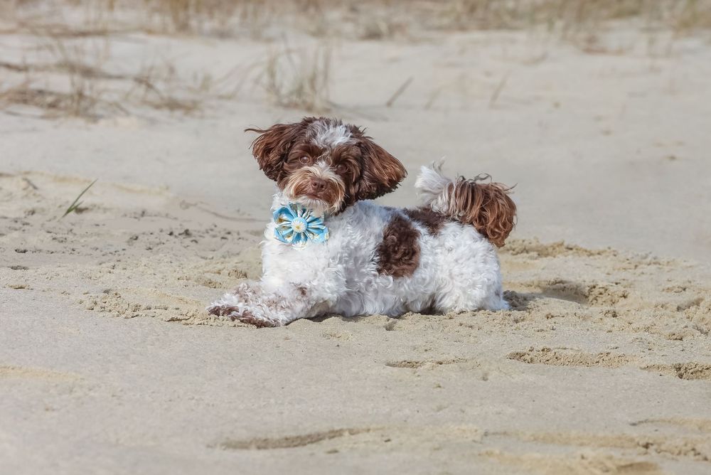 Dog photo session on the beach