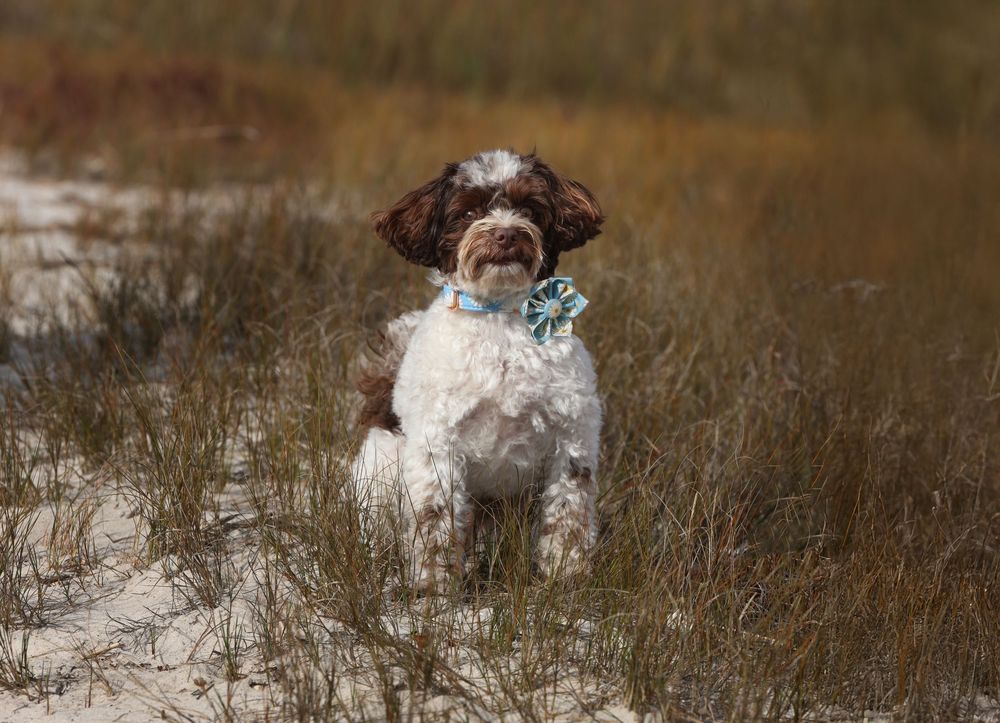 Dog photo session on the beach