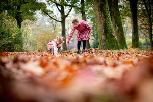 A figure sits in a pile of vibrant autumn leaves on a forest path during fall season.