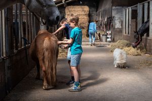 A person in turquoise shorts tends to horses inside a stable walkway while a small white dog walks in the background.