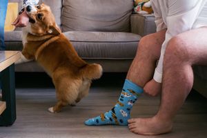 A playful dog interacts with someone wearing colorful blue socks while sitting on a gray couch.