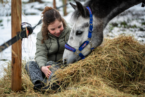 A beautiful gray horse wearing a blue halter eats hay from a pile while someone in a winter coat tends to it.