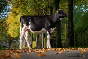 Black and white dairy cow standing in autumn forest with golden yellow leaves on ground and trees.